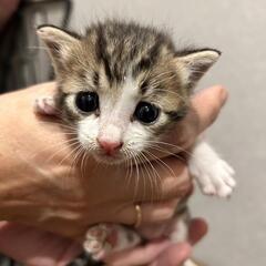 目があいたばかりの猫ちゃんです