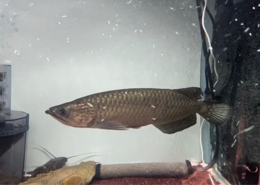 購入者決定　ノーザンバラムンディ　ワイルド個体　ニューギニア島メラウケ産　アロワナ