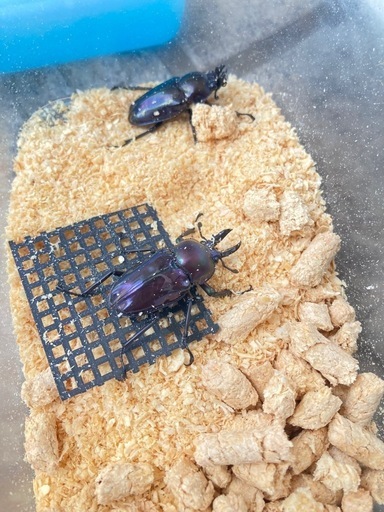 ニジイロクワガタ紫紺血統ペア