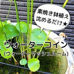 【無農薬🌿簡単沈めるだけ】素焼き鉢に植え付け済みのウォーターコイ...