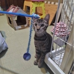 幸運を呼ぶ黒猫❤️可愛いいキジトラ❤️二匹一緒に迎えてくれる方優...