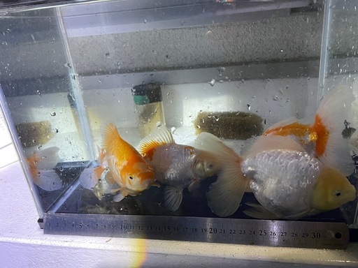 DS金魚４匹セット