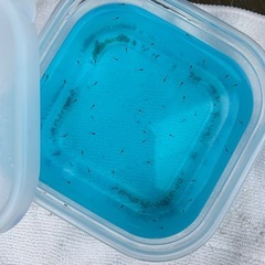 メダカ　針子　みゆき　オロチの画像