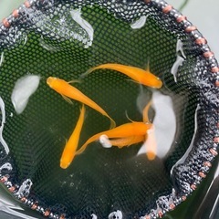 メダカ　ふーはー　卵　水槽
