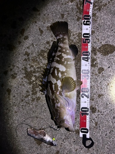 天然クエ、アラ