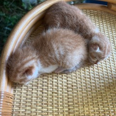 今日保護しました！
