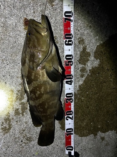 天然クエ、アラ