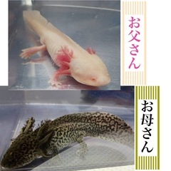 アンダーソンサラマンダー　ベビー　ウーパールーパー×　
