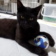黒猫♂１歳前くらい　正式譲渡決定 − 長野県