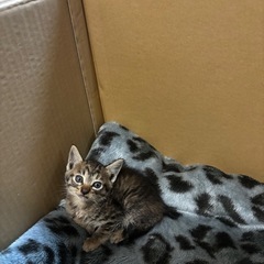 キジトラ🐱生後2ヶ月ほど - 猫