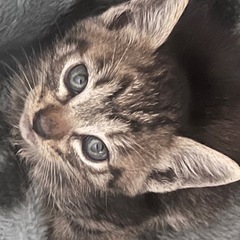 キジトラ🐱生後2ヶ月ほど - 宇都宮市
