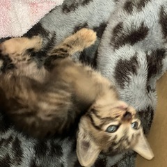 キジトラ🐱生後2ヶ月ほど