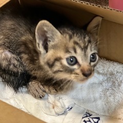 キジトラ🐱生後2ヶ月ほど − 栃木県