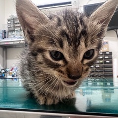 キジトラ🐱生後2ヶ月ほど - 里親募集