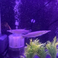 ブラントノーズガー
