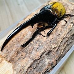 ヘラクレスオオカブト幼虫　大型　初心者でも簡単飼育の画像