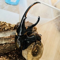 ヘラクレスオオカブト幼虫　大型　初心者でも簡単飼育の画像