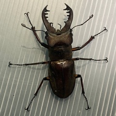 ミヤマクワガタ♂♀ペア