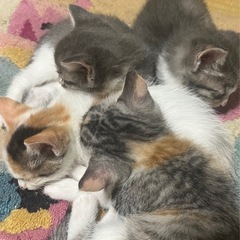 <7月2日生まれ> 1ヶ月子猫4匹