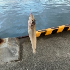 釣り
