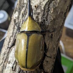 広島県昆虫ライングループ募集