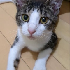お鼻がピンクの可愛い子
