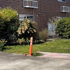 玉竜　取り放題　たまりゅう　まとめての画像