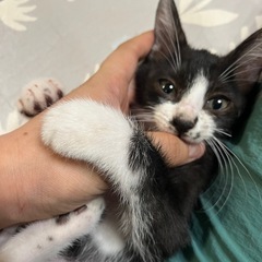 元気いっぱい、ハチワレ男の子