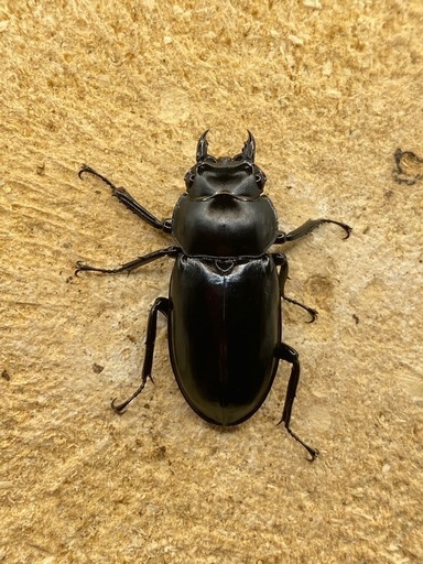 即ブリ！ウエストウッディメス単　原名　DV産