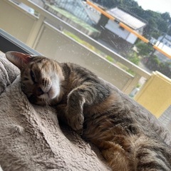 迷子猫 捜索中【倉敷市大島】
