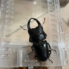 オオクワガタ　オス　72mm