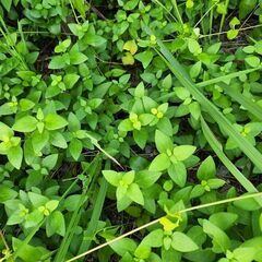 ハーブ&どくだみ無制限🌿