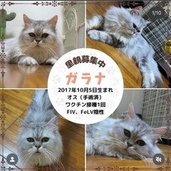 ラガマフィン　純血　人なれバツグン