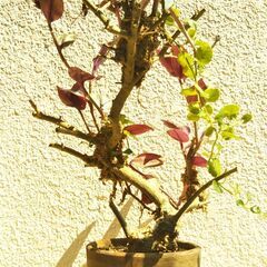 枯れ木にセブリナ着生