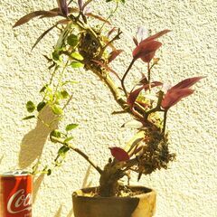 枯れ木にセブリナ着生の画像