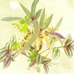 枯れ木にセブリナ着生の画像