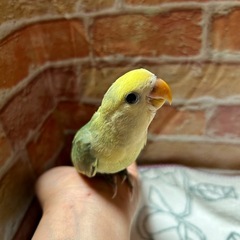 コザクラインコ　