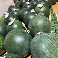 100円スイカ漬物よう小玉サイズぐらい