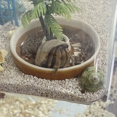 オカヤドカリ　1匹 　 