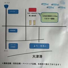 綺麗なメダカ
