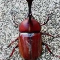 静岡市葵区谷津山産天然採集カブトムシオスの画像