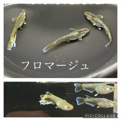 【nego_mdk】フロマージュ幼魚2ペア