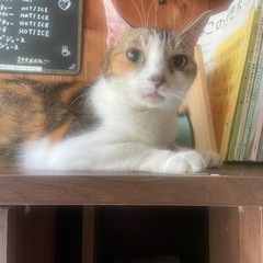 【決まりました】マンチカン　8歳の女の子【ブリーダー引退猫・避妊...