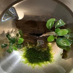 水草付き流木、ウィローモスマット、流木、石