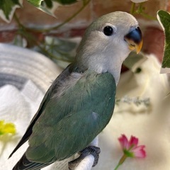 コザクラインコ　シーグリーン