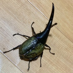 ヘラクレスオオカブト 約130㎜ オス単 不全