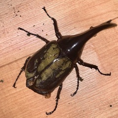 ヘラクレスオオカブト オス単 約120㎜ 不全