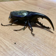 ヘラクレスオオカブト オス単 約120㎜ 不全の画像