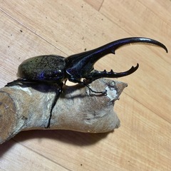 ヘラクレスオオカブト ペア 約145㎜