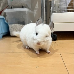 ※急募※チンチラ パールパイド 男の子